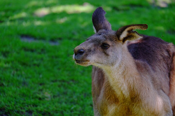 kangaroo in the grass