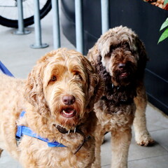 Closeup of two adorable Labradoodles on leashes outdoors with a blurry background