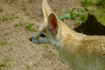  fennec fox 