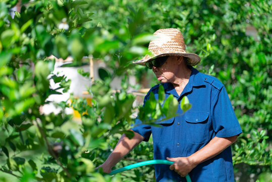 portrait of senior gardener watering plent in garden