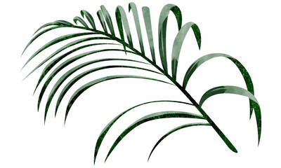 南国熱帯植物手描き水彩風イラスト