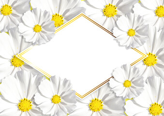 Fototapeta premium Greeting card with blooming white kosmeya flower. 3d Render