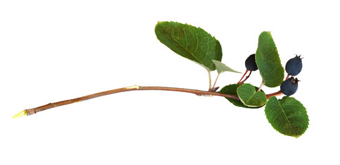 Twig with leaves and blue berries isolated