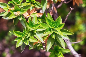 Shrub with sharp narrow leaves in the garden.