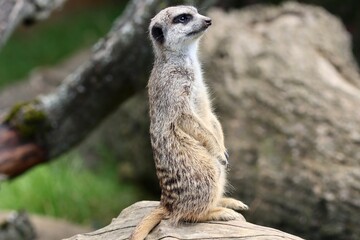 meerkat on guard