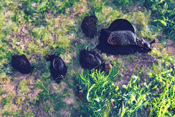 Large sea slugs (Aplysia fasciata, common name the mottled sea hare or the sooty sea hare) in the puddles on the shore of the Atlantic Ocean in Morocco on the low tide time. © Renar