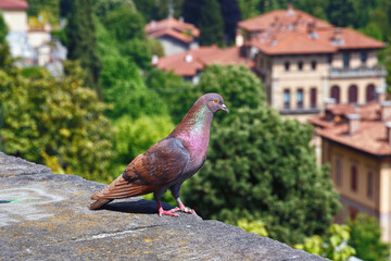 Beautiful rock dove on the view point with view of the historical buildings of Bergamo.