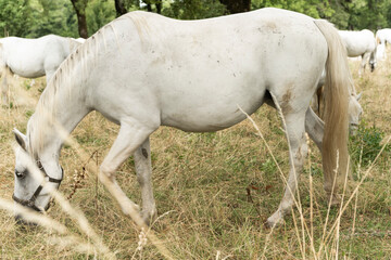Obraz na płótnie Canvas Famous Lippizaner or Lipizzan White Horses in Lipica Stud Farm in Slovenia