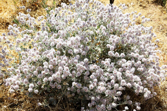 Pretty pink and white Mulla Mulla flower found in desert zones of Australia