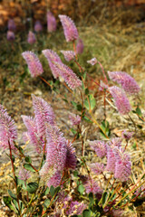 Pretty pink and white Mulla Mulla flower found in desert zones of Australia