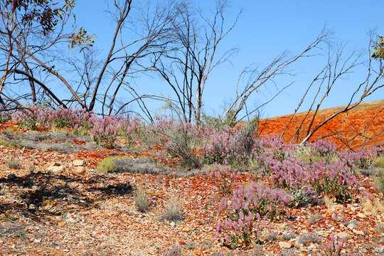 Pretty pink and white Mulla Mulla flower found in desert zones of Australia