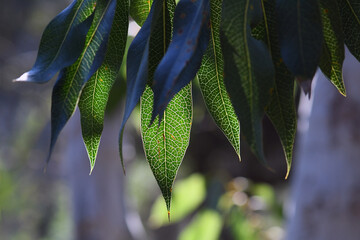 Australian nature background of back lit leaves of the native Protea, the Woody Pear, Xylomelum pyriforme, growing in Sydney woodland, NSW, Australia