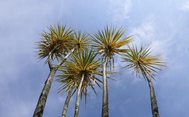 Palm trees blowing in the wind with blue sky background for text