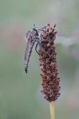 Raubfliege
