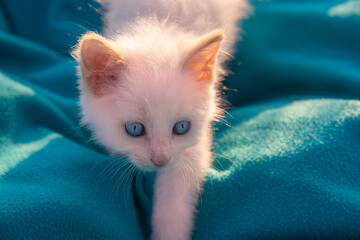 A small white kitten with blue eyes sneaks on a blue blanket. Close-up of a kitten hunting. The...