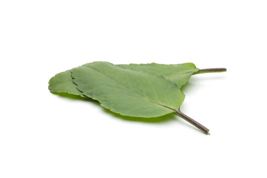 kalanchoe pinnata or miracle plant fresh green leaves on isolated white background