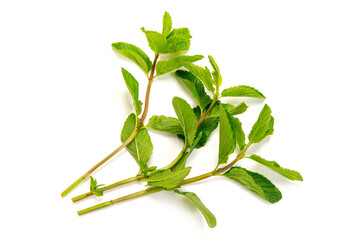 モヒート用のミント、イエルバブエナ © Caito