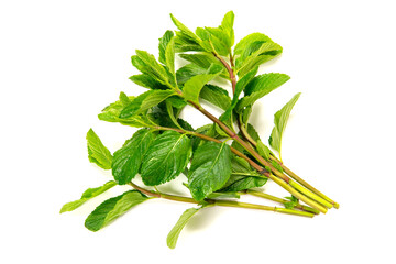 Obraz premium モヒート用のミント、イエルバブエナ