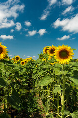 Golden Sunflowers Blooming at Field in Summer