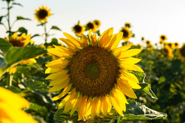 Sunflower Blooming Close View