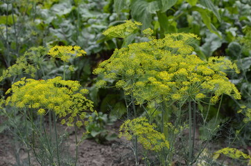 Flower of green dill (Anethum graveolens) grow in agricultural field.
