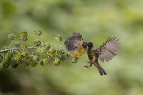 Yellow Collibri bird feeding her chick sitting at flower brach.