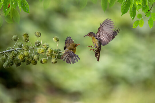 Yellow Collibri bird feeding her chick sitting at flower brach.