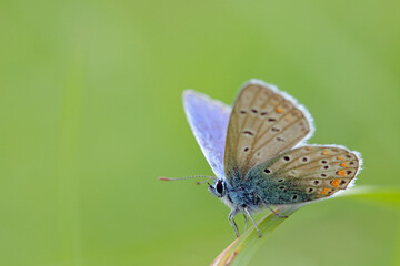 Male common blue butterfly (Polyommatus icarus) is taking a sunbath on a blade of grass.