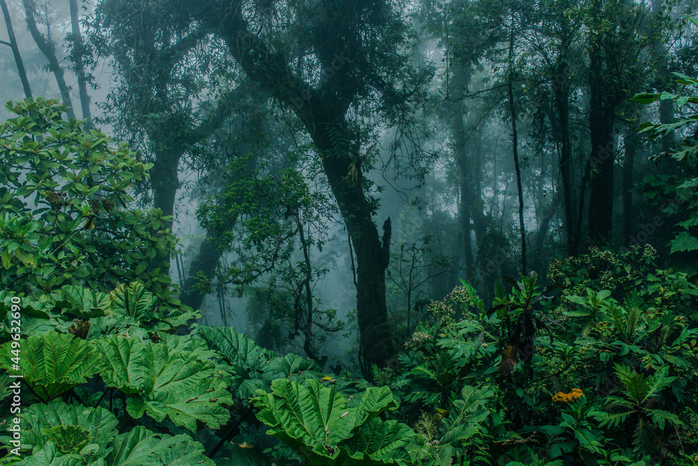 Wall mural background of green and lush vegetation of trees and tropical cloud forest in the mountains of carta