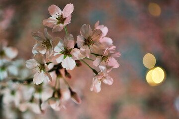 春の路上飲みの夜
