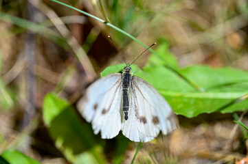 macro photo of a white butterfly in sweden
