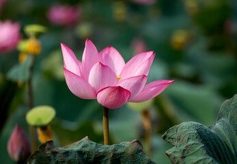 Lotus