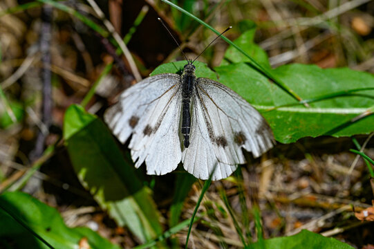 macro photo of a white butterfly in sweden