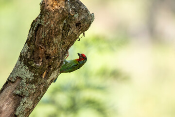 A malabar barbet, endemic to western ghats perched on a small tree trunk in the outskirts of Madikeri, Coorg