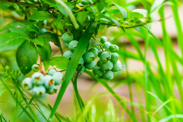 A beautiful bunch of green unripe blueberries growing close-up on a bush
