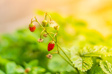 Red strawberries grow in the garden close-up