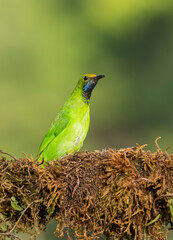 A Jerdon's leaf bird sitting on a beautiful perch and feeding on fruits on the outskirts of Madikeri, 