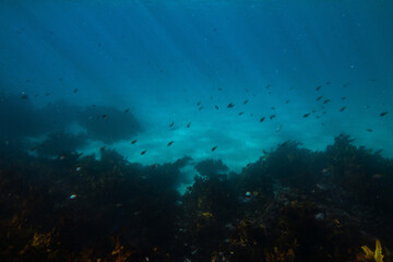 Fototapeta na wymiar underwater world 