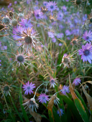 Dried flowers grow in the meadow among purple flowers and green grass in the rays of the sunset.