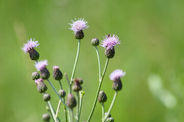 creeping thistle in bloom closeup view with selective focus on foreground
