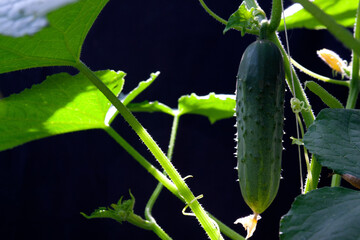 A young cucumber grows among the foliage on a black background in the sun. Close-up.