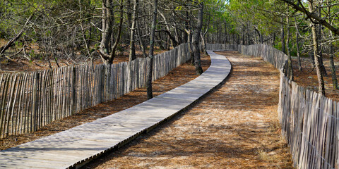 pathway beach access in pine coast forest on southwest seacoast France