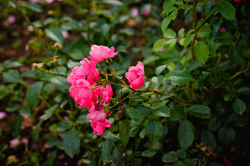 A lush bush of pink garden roses. Blurry floral background with red flowers. Space for the text. Lots of colors. Soft focus.