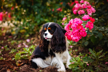 A dog cavalier king charles, a cute puppy lying in the garden, sticking out its tongue
