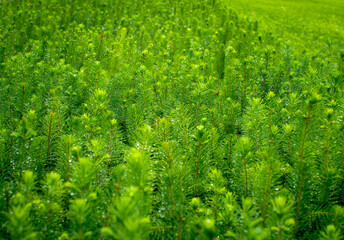Naklejka premium Green seedlings of coniferous trees. A greenhouse for growing plants and trees.