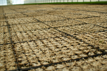 Greenhouse for growing vegetables, plants and trees.