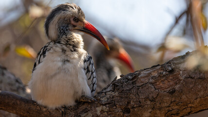 a southern red-billed hornbill