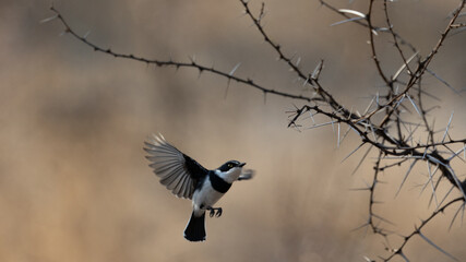 chinspot batis male in flight
