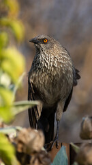 A perched arrow marked babbler