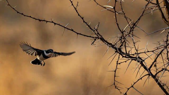 chinspot batis male in flight